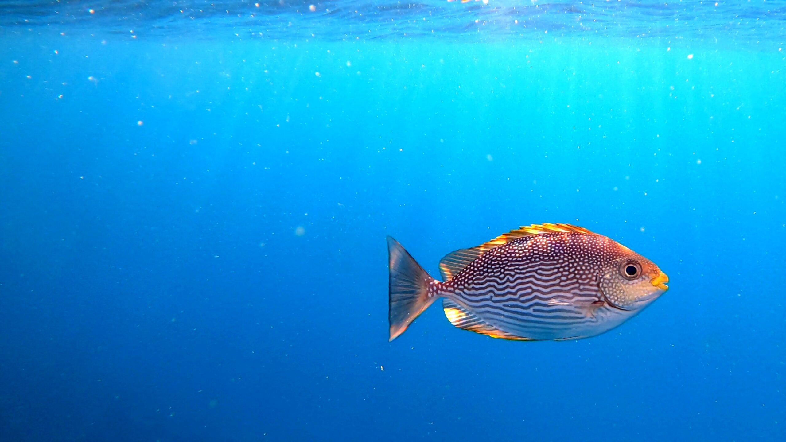 GH015091 1680106834833 Remastered Scaled